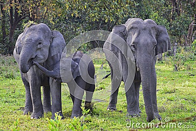 Beautiful shot of a family of gray elephants walking around in a park Stock Photo