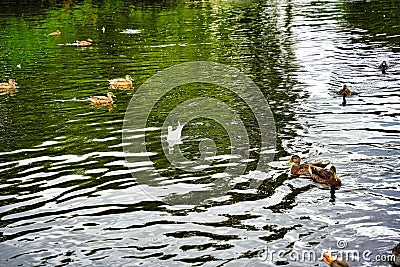 Beautiful shot of a flock of ducks floating on a lake in a park Stock Photo