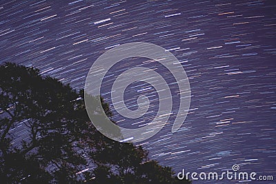 Beautiful shot of Geminids meteor shower seen behind a tree at night at Pantanal Biopark Stock Photo