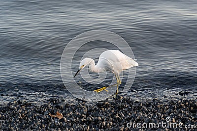 Beautiful shot of a great egret wading on the shore of a pond Stock Photo