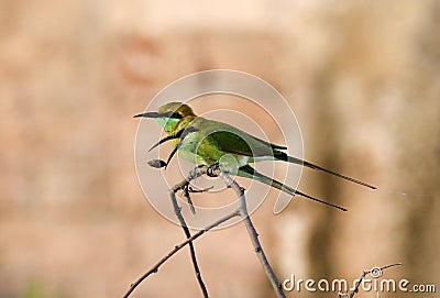 Green bea-eater Stock Photo