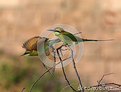 Green bea-eater Stock Photo