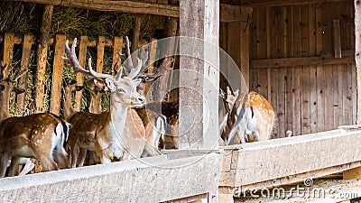 Beautiful shot of a group of deer with antlers at the zoo Stock Photo