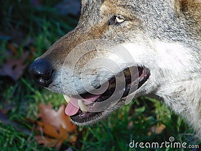 Beautiful shot of the head of a wolf on a blurry background Stock Photo