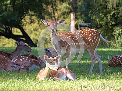 Beautiful shot of a herd of fallow deer resting in the shadow on a hot sunny day Stock Photo