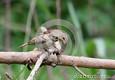 House sparrows Stock Photo