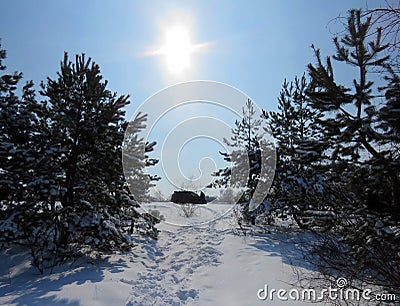 Beautiful shot of human traces on a snowy path in a spruce-fir forest under the shining sun Stock Photo