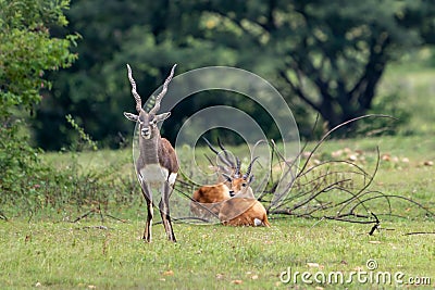 Beautiful shot of Indian antelopes in Jayamangali Blackbuck Conservation Reserve Stock Photo