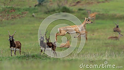 Beautiful shot of Indian antelopes in Jayamangali Blackbuck Conservation Reserve Stock Photo