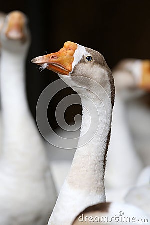 Indian goose Stock Photo