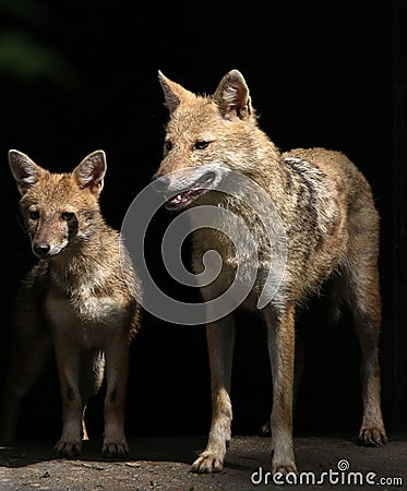 Indian jackal Stock Photo