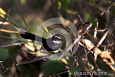 Indian robin bird Stock Photo