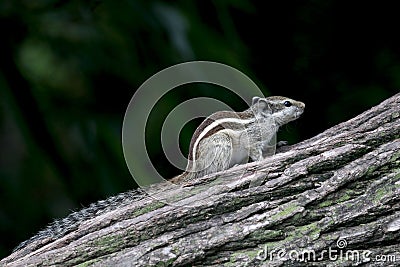 Indian squirrel Stock Photo