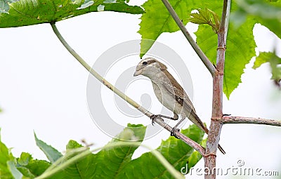 Isabelline shrike Stock Photo