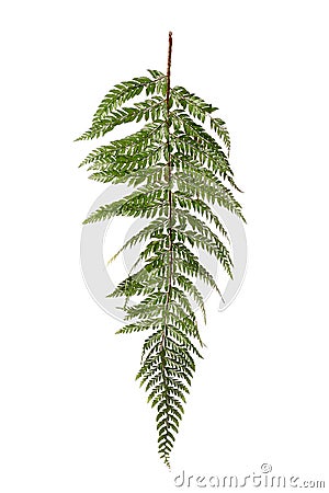 Jungle fern Stock Photo