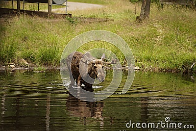 Beautiful shot of a large brown moose wading in a pond in a park Stock Photo