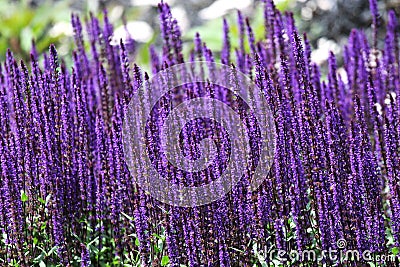 Beautiful shot of the lavender flowers in Royal Botanical Gardens in summer Stock Photo