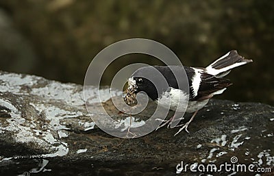 Little forktail Stock Photo