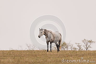 Beautiful shot of a lonely gray horse in a grass field Stock Photo