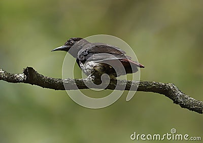 Maroon oriole female Stock Photo