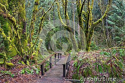 Beautiful shot of the mossy woods in the trailhead in Mt Hood National Forest, Oregon Stock Photo