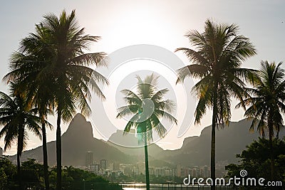 Beautiful shot of palm trees at Lagoa in Rio de Janeiro with Dois Irmaos in the background Stock Photo