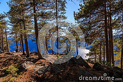 Beautiful shot of pine trees with lake Tinn in the background, Norway Stock Photo