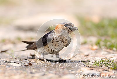 Red rumped swallow Stock Photo