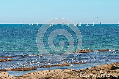 Beautiful shot of sailboats floating on the water and seabirds sitting on the rocks at the beach Stock Photo