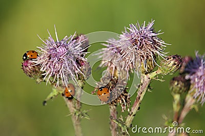 Beautiful shot of several ladybugs on a stubby thistle flower Stock Photo
