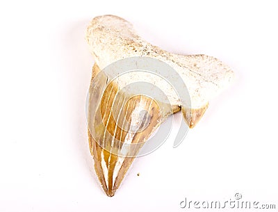 Shark tooth fossil Stock Photo