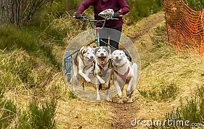 Beautiful shot of Siberian Husky dogs running and carrying a bike with a person riding Editorial Stock Photo