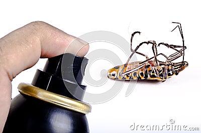 Killing the cockroach, pest control Stock Photo