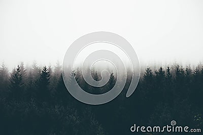 Beautiful shot of a thick forest in fog with pine trees and white space for text Stock Photo