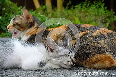 Beautiful shot of two cats resting side by side Stock Photo