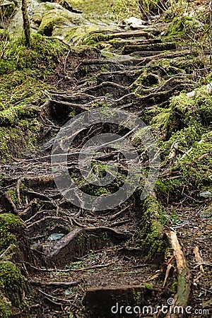 Beautiful shot of vibrant green moss covering the roots growing over the walkway Stock Photo