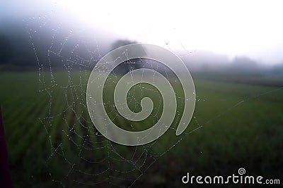 Beautiful shot of the water drops on the spider web with a green field and trees in the background Stock Photo