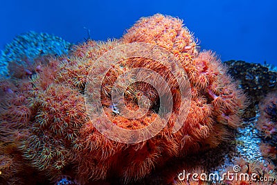 Beautiful shot of wildlife under water with exotic reefs, Alcyonacea corals in blue ocean Stock Photo