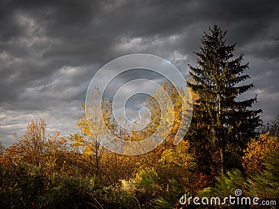 Beautiful shot of yellow and green leafed trees with a cloudy sky in the background Stock Photo