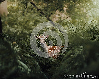 Beautiful shot of a young deer standing between the trees and grass in the animals park Stock Photo