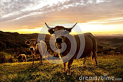 Beautiful shot of zebus taking a walk in a field under the breathtaking sky Stock Photo