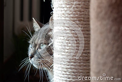 Beautiful shy cat hiding behind his scratching post. the light light on his big green eyes and long wiskers Stock Photo