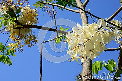 The beautiful of Siam White Cassia flowers Stock Photo