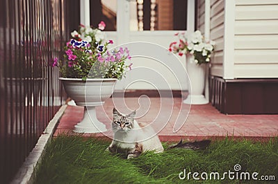 Beautiful Siamese with blue eyes cat with a funny face walking on the green grass Stock Photo