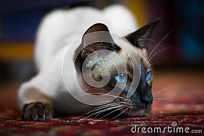 Beautiful Siamese cat Stock Photo