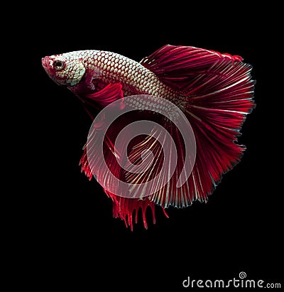 Beautiful siamese fighting fish on black Stock Photo