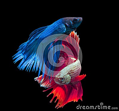 Beautiful siamese fighting fish on black Stock Photo