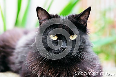 Beautiful Siberian black and brown cat closeup outdoors eye contact Stock Photo