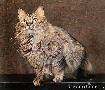 beautiful Siberian cat Stock Photo