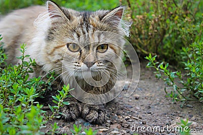 Beautiful Siberian cat hiding in the grass. Hunts. Closeup Stock Photo